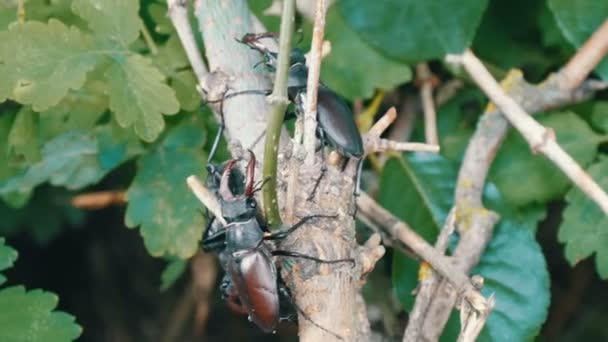 Большие олени жуки Lucanus cervus ползают вдоль дерева. Редкие жуки в лесу — стоковое видео