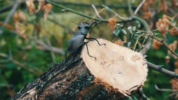 Duży chrząszcz wygrzanych cervus skrada się wzdłuż kory drzewa. — Wideo stockowe