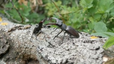 İki büyük geyik böcekleri Lucanus cervus ağaç sürüngen. Ormanın içinde nadir böcekler