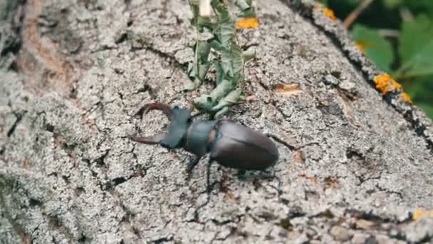 Le grand scarabée Lucanus cervus se glisse le long de l'écorce de l'arbre . — Video