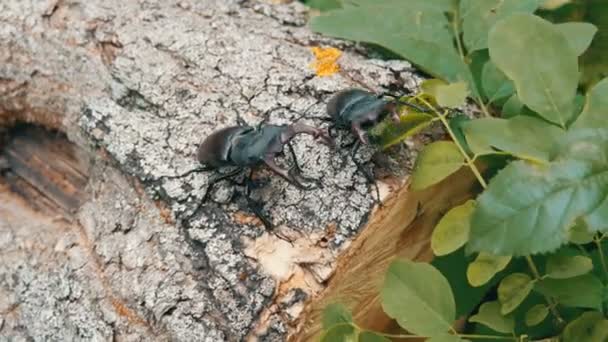 Two big deer beetles Lucanus cervus creep along tree. Rare beetles in the forest — Stock Footage Two big deer beetles Lucanus cervus creep along tree. Rare beetles in the forest Video Clip