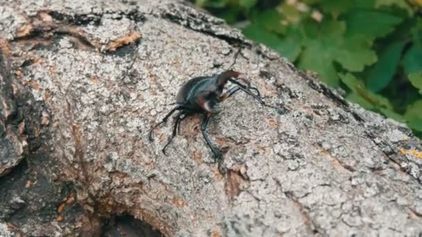 Großer Käfer lucanus cervus kriecht an Baumrinde entlang. — Stockvideo