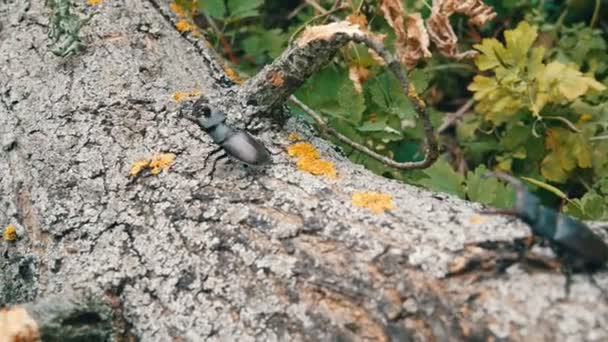 Två stora rådjur skalbaggar Lucanus cervus krypa längs träd. Sällsynta skalbaggar i skogen — Stockvideo