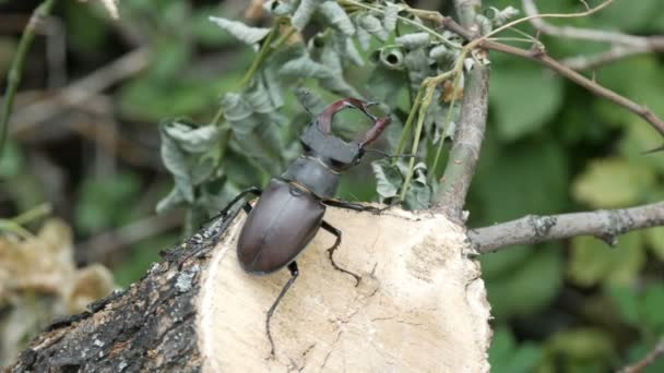 一只大甲虫 Lucanus 鹿沿树树皮爬行 — 图库视频影像