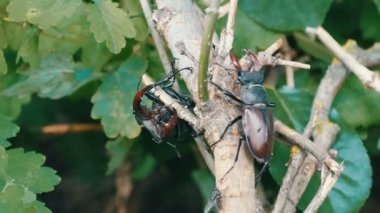 Büyük geyik Lucanus cervus ağaç sürünme böcekleri. Ormanın içinde nadir böcekler
