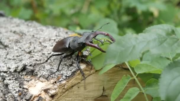 Large beetle Lucanus cervus creeps along the bark of tree. — Stock Video