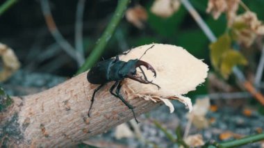 Ağaç kabuğu büyük böceği Lucanus cervus sürünür.