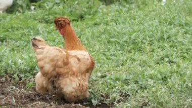 Çeşitli tavuk ve horozlar köyü yakınındaki kompost yığını sebze bahçesinde etrafında koşmak