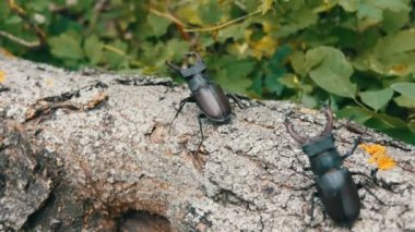 İki büyük geyik böcekleri Lucanus cervus ağaç sürüngen. Ormanın içinde nadir böcekler