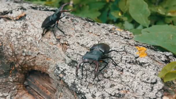 Dos grandes escarabajos ciervos Lucanus cervus se arrastran a lo largo del árbol. Escarabajos raros en el bosque — Vídeos de Stock