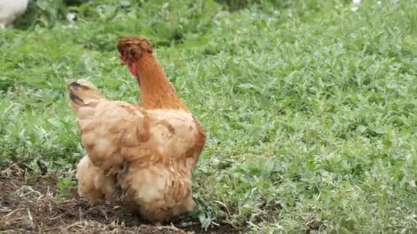 Разнообразие кур и петухов бегают в огороде в деревне рядом с компостной кучей — стоковое видео