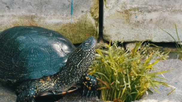 Велика чорна черепаха сидить у парку — стокове відео