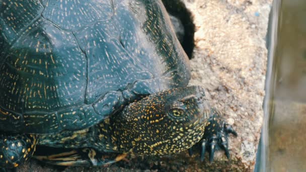 Большая черная черепаха сидит в парке рядом с искусственным прудом — стоковое видео