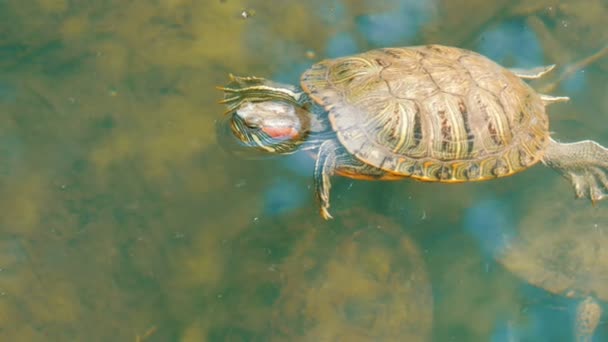 Turtle stuck her head out of the water. Turtle in the park in an artificial pond — Stock Video