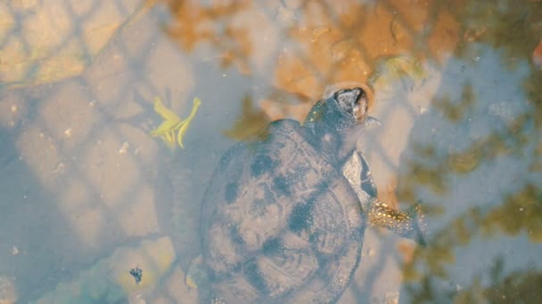 Turtle sacó la cabeza del agua. Tortuga en el parque en un estanque artificial — Vídeos de Stock