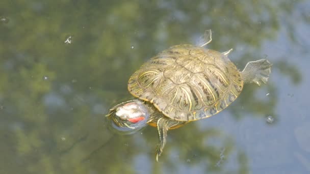 Краснобрюхая черепаха плавает в пруду с другими черепахами — стоковое видео