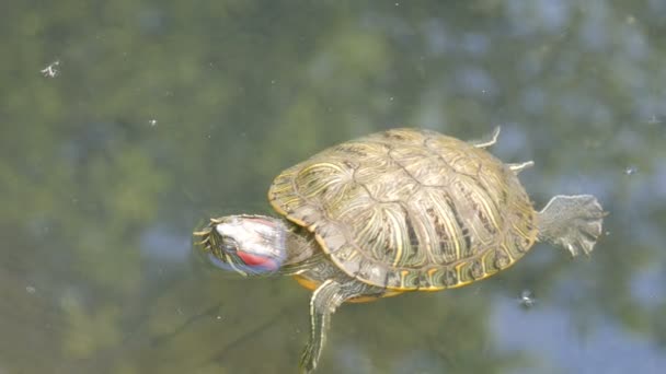 Red-bellied sköldpadda simma i dammen med andra sköldpaddor — Stockvideo