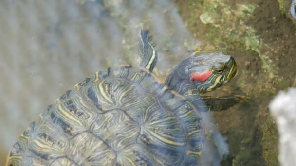 Tortuga de vientre rojo nadar en el estanque con otras tortugas de cerca ver — Vídeos de Stock