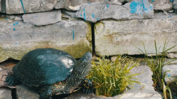 Stor svart sköldpadda sitter i en park — Stockvideo