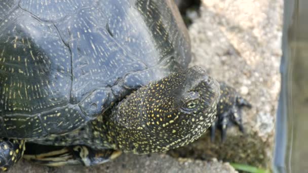 Große schwarze Schildkröte sitzt in einem Park in der Nähe eines künstlichen Teichs — Stockvideo