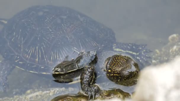 Turtle sacó la cabeza del agua. Tortuga en el parque en un estanque artificial — Vídeo de stock