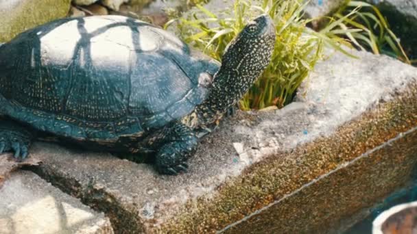 Groot zwart schildpad zit in een park in de buurt van een kunstmatige vijver — Stockvideo