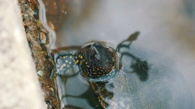 Kaplumbağa kafasını sudan sıkışmış. Bir yapay gölet Park turtle