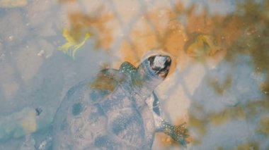 Kaplumbağa kafasını sudan sıkışmış. Bir yapay gölet Park turtle
