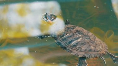 Kaplumbağa kafasını sudan sıkışmış. Bir yapay gölet Park turtle