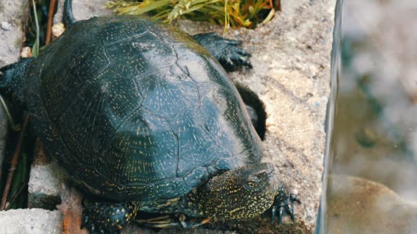 Large black turtle sits in a park — Stock Video