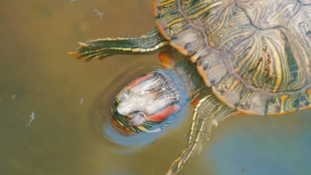 Rotbauchschildkröte schwimmt mit anderen Schildkröten in Teich — Stockvideo