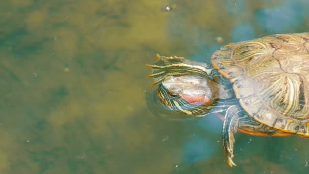 Червонуваті черепахи плавають у ставку з іншими черепахами — стокове відео