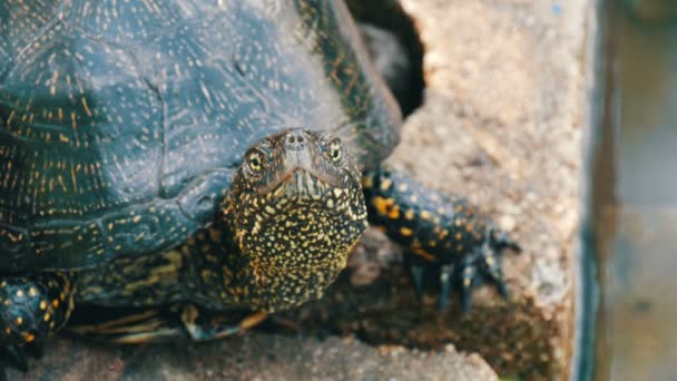 Gran tortuga negra se sienta en un parque cerca de un estanque artificial — Vídeo de stock