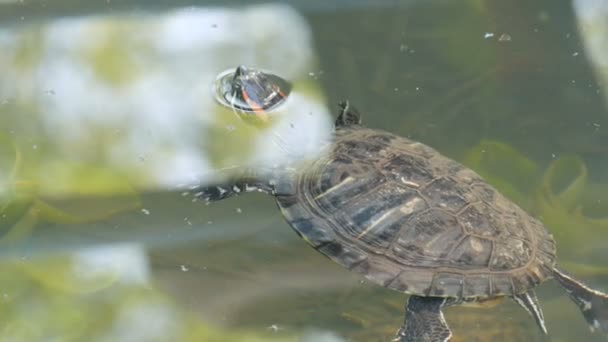 Rotbauchschildkröte Schwimmt Mit Anderen Schildkröten Einem Teich — Stockvideo