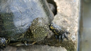 Bir yapay gölet yakınındaki bir parkta büyük siyah kaplumbağa oturur