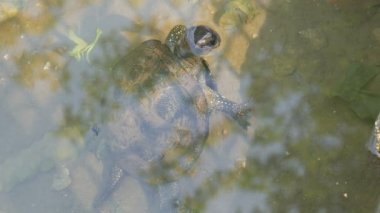 Kaplumbağa kafasını sudan sıkışmış. Bir yapay gölet Park turtle