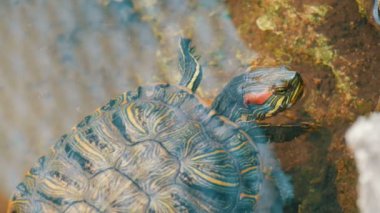 Kaplumbağa kafasını sudan sıkışmış. Bir yapay gölet Park turtle