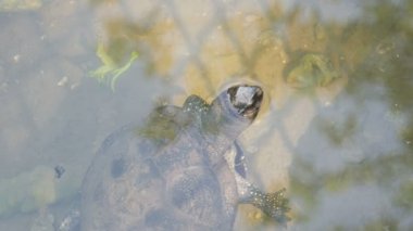 Kaplumbağa kafasını sudan sıkışmış. Bir yapay gölet Park turtle