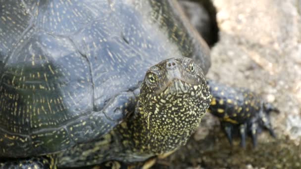 Une grande tortue noire se trouve dans un parc près d'un étang artificiel — Video