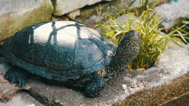 Groot zwart schildpad zit in een park in de buurt van een kunstmatige vijver — Stockvideo