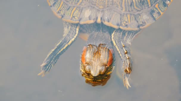 Червонуваті черепахи плавають у ставку з іншими черепахами — стокове відео