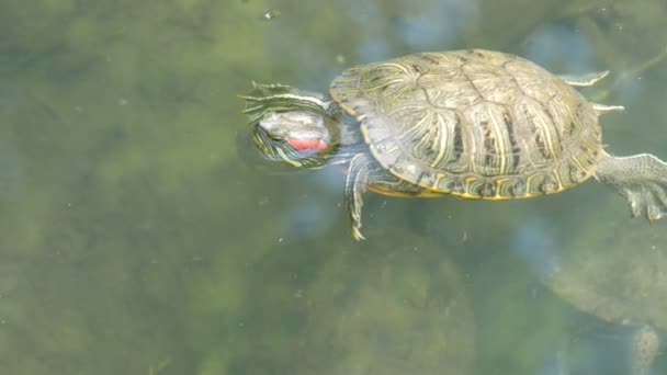 Rotbauchschildkröte schwimmt mit anderen Schildkröten in Teich — Stockvideo