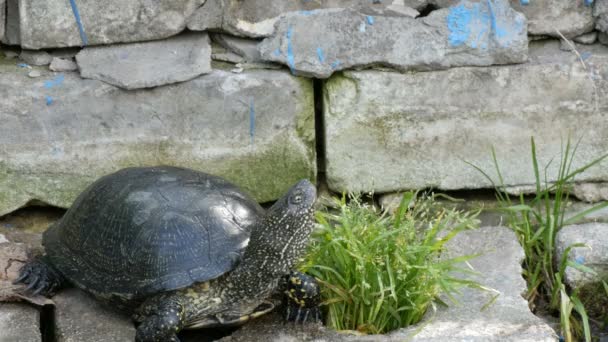 Büyük siyah kaplumbağa bir parkta oturuyor — Stok video
