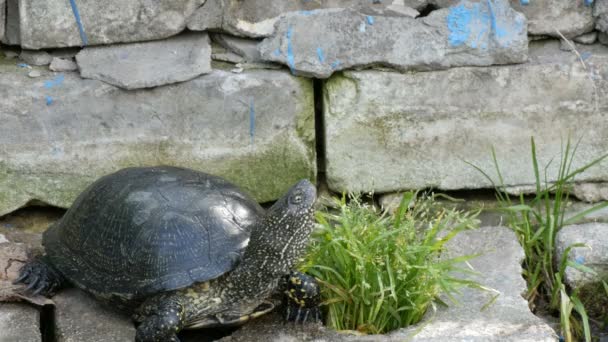 Grande tartaruga nera siede in un parco — Video Stock