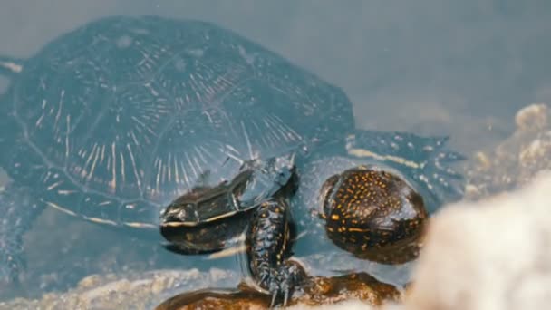 Schildpad stak haar hoofd uit het water. Turtle in het park in een kunstmatige vijver — Stockvideo