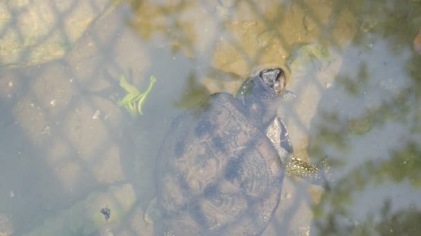 Χελώνα κολλήσει το κεφάλι της έξω από το νερό. Χελώνα στο πάρκο σε μια τεχνητή λιμνούλα — Αρχείο Βίντεο