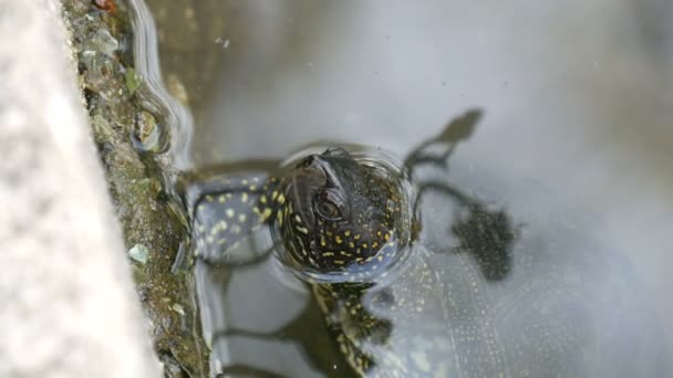 Turtle fast huvudet ur vattnet. Sköldpadda i parken i en konstgjord damm — Stockvideo