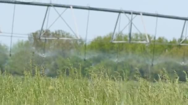 Grande estande de rega ou irrigação por aspersão em plantas jovens de campo e água — Vídeo de Stock