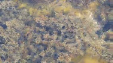 Güzel eski deniz içinde çeşitli yosun kefen temizleyin