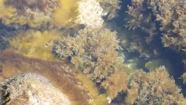 Старые большие камни в чистом море, окутанные различными водорослями — стоковое видео